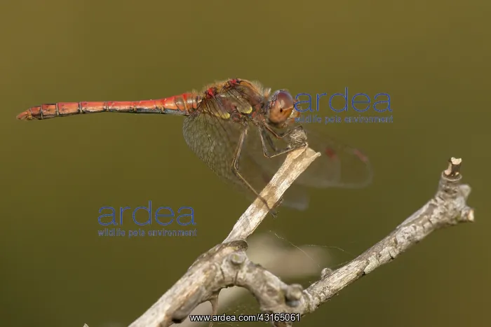 : Common Darter : Common Darter