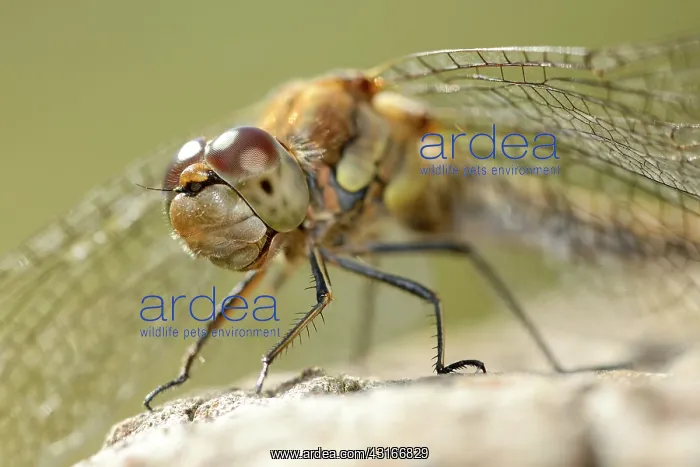 : Common Darter : Common Darter