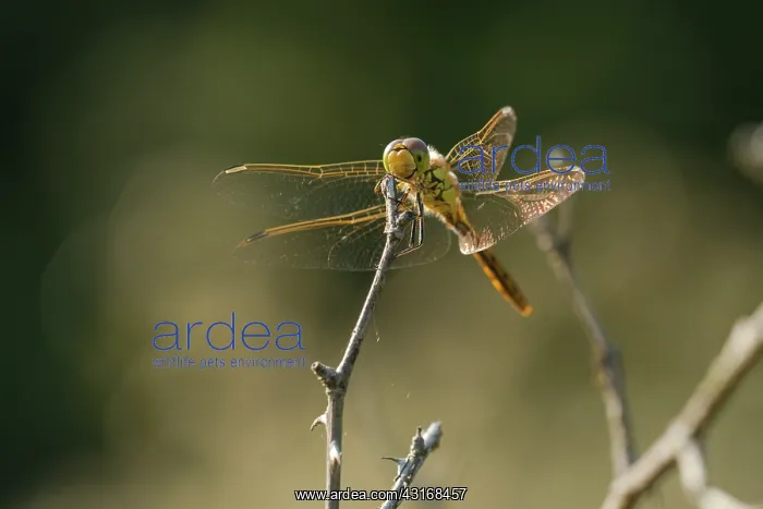 : Common Darter : Common Darter