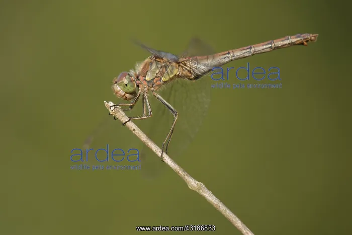  : Common Darter