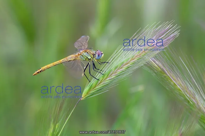 : Common Darter : Common Darter