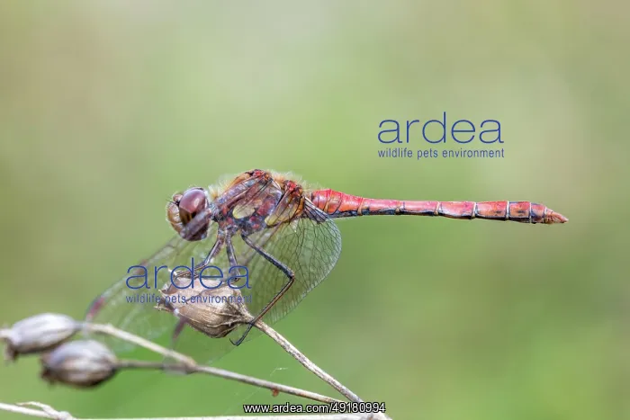  : Common Darter - Dragonfly - Female - UK