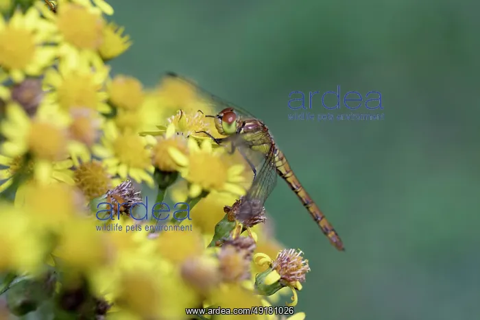  : Common Darter - Dragonfly - Female - UK