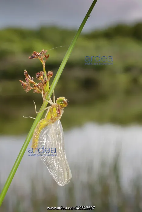 : Common Darter Dragonfly - immature : Common Darter Dragonfly - immature