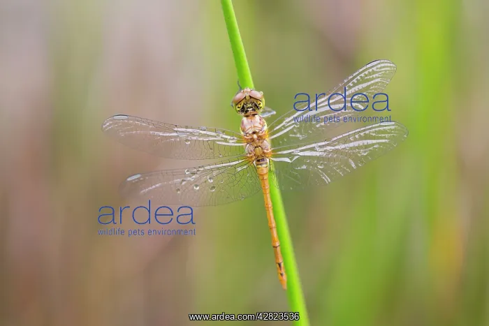  : Common Darter Dragonfly - newly emerged male