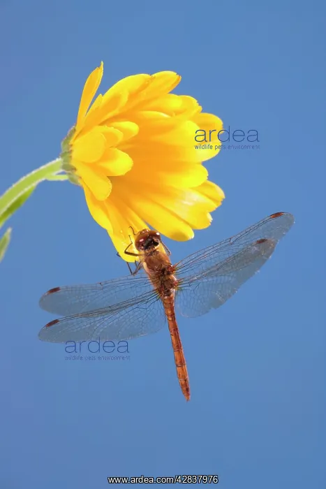 : Common Darter Dragonfly - Perched on calendula flower : Common Darter Dragonfly - Perched on calendula flower