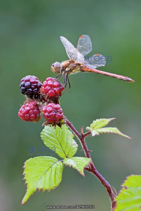 : Common Darter Dragonfly - resting on top of Blackberries : Common Darter Dragonfly - resting on top of Blackberries