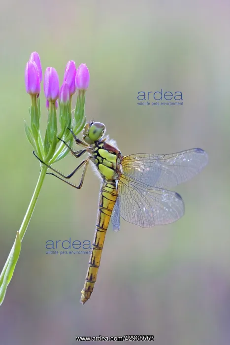 : Common Darter Dragonfly - resting on Common Centaury : Common Darter Dragonfly - resting on Common Centaury