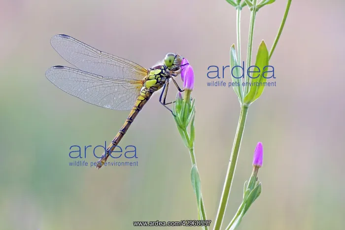 : Common Darter Dragonfly - resting on Common Centaury : Common Darter Dragonfly - resting on Common Centaury