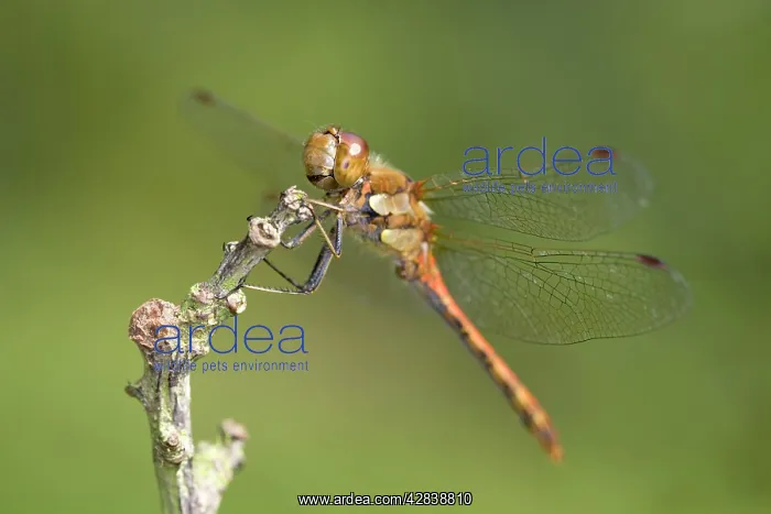 : Common Darter Dragonfly - resting on twig : Common Darter Dragonfly - resting on twig