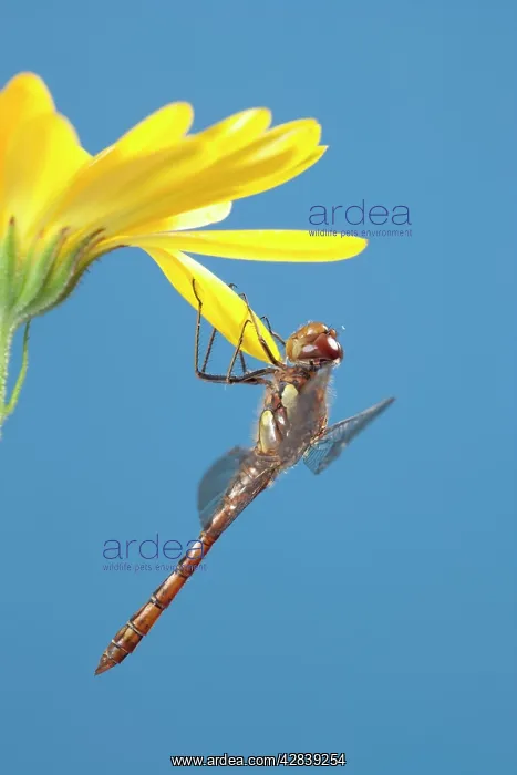: Common Darter on Flower : Common Darter on Flower