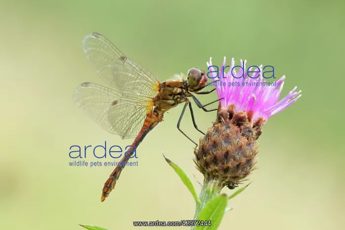 : Common Darter - resting on Knapweed flower - male - August : Common Darter - resting on Knapweed flower - male - August