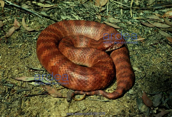 : Common death adder - dangerously venomous. Uses : Common death adder - dangerously venomous. Uses