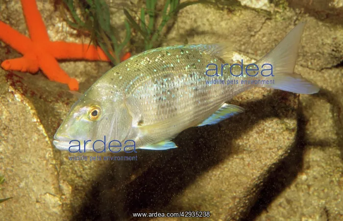 : Common DENTEX : Common DENTEX