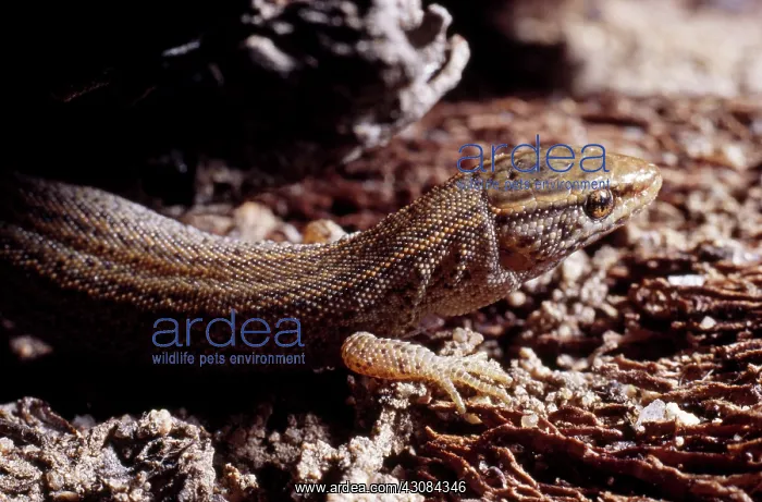 : Common (Desert) Night Lizard : Common (Desert) Night Lizard