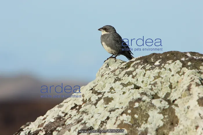 : Common diuca-finch perched on lava boulder : Common diuca-finch perched on lava boulder