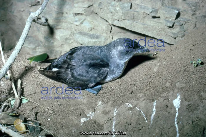 : Common Diving Petrel : Common Diving Petrel