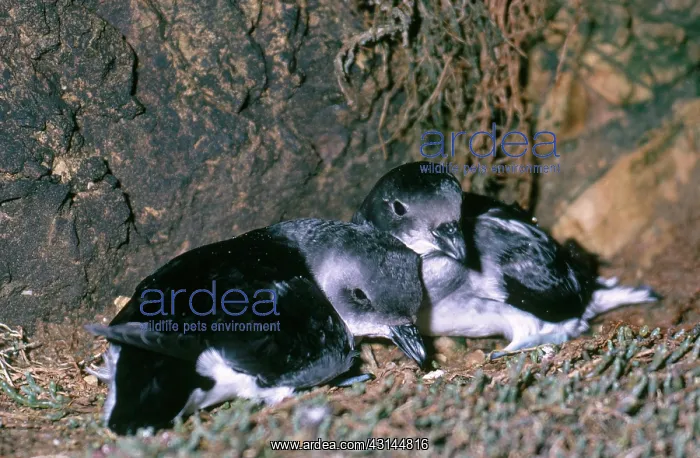 : Common Diving Petrels : Common Diving Petrels