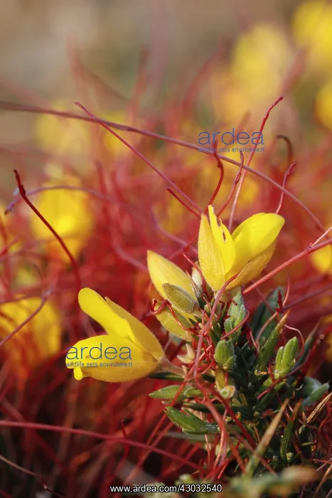  : Common Dodder on Gorse - Cornwall - UK