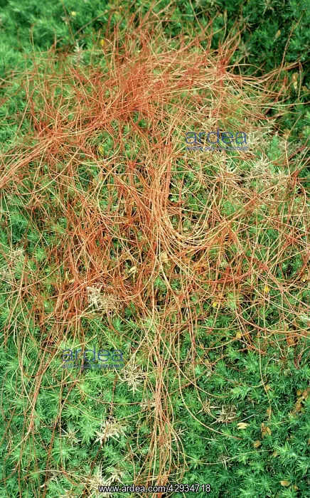 : Common DODDER - parasitic plant : Common DODDER - parasitic plant