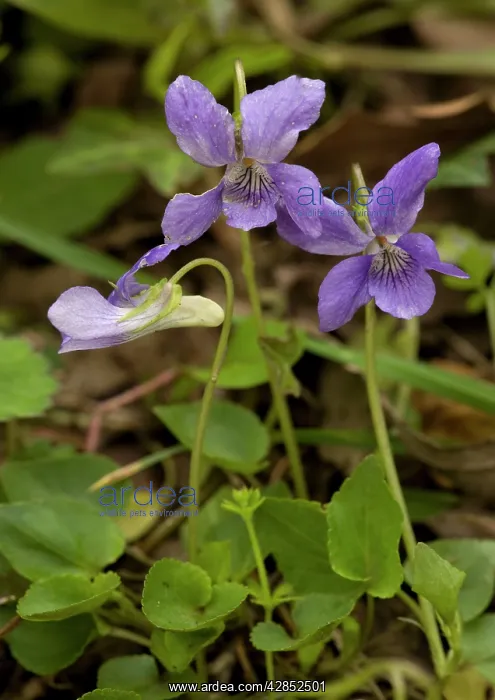 : Common dog-violet : Common dog-violet