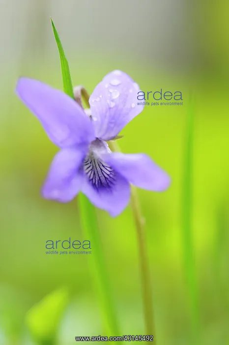 : Common Dog violet : Common Dog violet