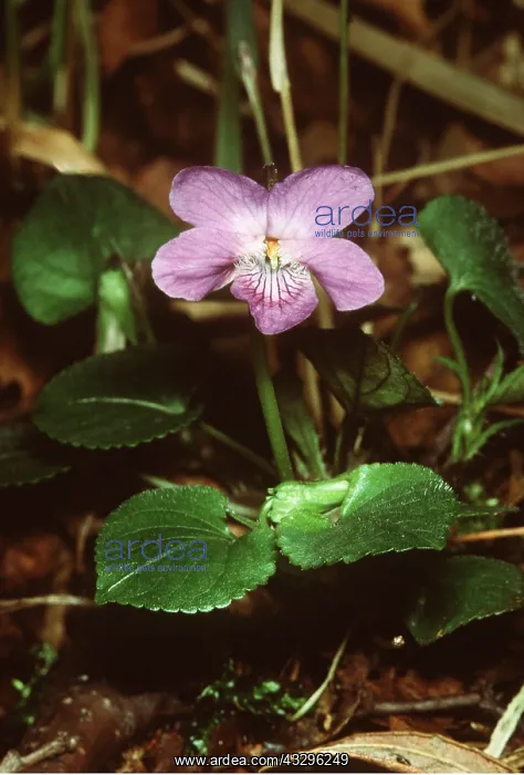 : Common dog-violet : Common dog-violet