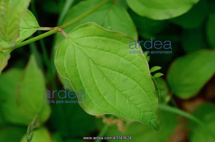 : Common Dogwood (Cornus sanguinea), Labeaume, Ardeche : Common Dogwood (Cornus sanguinea), Labeaume, Ardeche