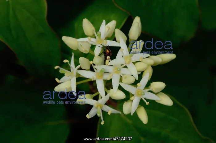 : Common Dogwood (Cornus sanguinea), Labeaume, Ardeche : Common Dogwood (Cornus sanguinea), Labeaume, Ardeche