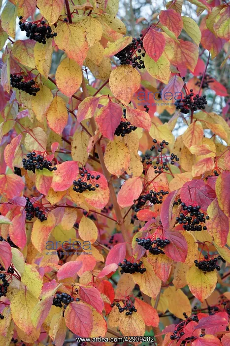 : Common Dogwood - leaves and fruit in autumn colour : Common Dogwood - leaves and fruit in autumn colour