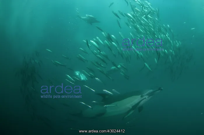 : Common Dolphin with baitball (school of small bait : Common Dolphin with baitball (school of small bait