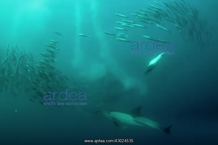 : Common Dolphin with baitball (school of small bait : Common Dolphin with baitball (school of small bait