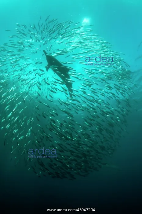  : Common Dolphin with baitball (school of small bait