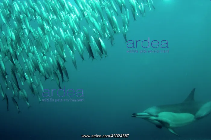 : Common Dolphin chasing baitball (school of small : Common Dolphin chasing baitball (school of small