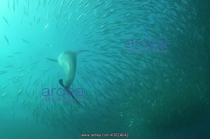 : Common Dolphin chasing baitball (school of small : Common Dolphin chasing baitball (school of small