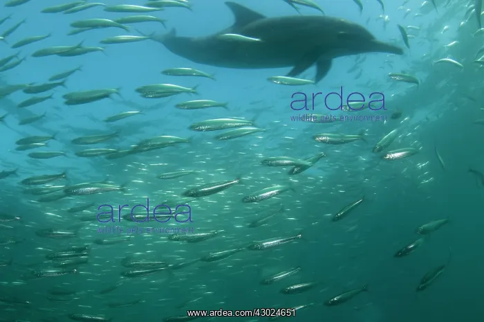 : Common Dolphin chasing baitball (school of small : Common Dolphin chasing baitball (school of small