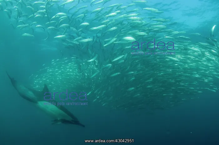 : Common Dolphin chasing baitball (school of small : Common Dolphin chasing baitball (school of small