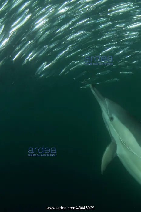 : Common Dolphin chasing baitball (school of small : Common Dolphin chasing baitball (school of small