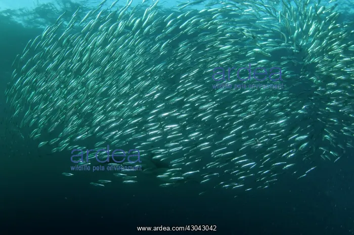 : Common Dolphin chasing baitball (school of small : Common Dolphin chasing baitball (school of small