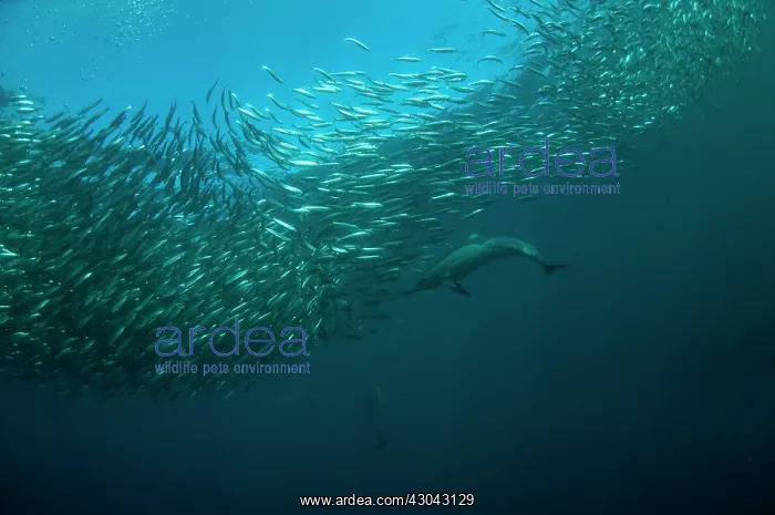 : Common Dolphin chasing baitball (school of small : Common Dolphin chasing baitball (school of small