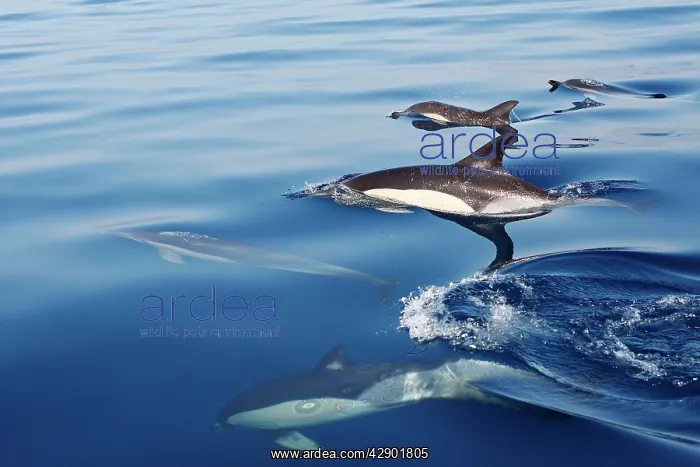  : Common Dolphin - group swimming in the strait of Gibraltar