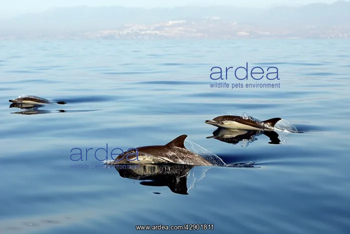 : Common Dolphin - group swimming in the strait of Gibraltar : Common Dolphin - group swimming in the strait of Gibraltar