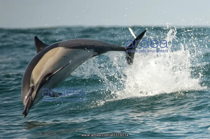 : Common Dolphin jumping - Port St Johns, Wild Coast : Common Dolphin jumping - Port St Johns, Wild Coast