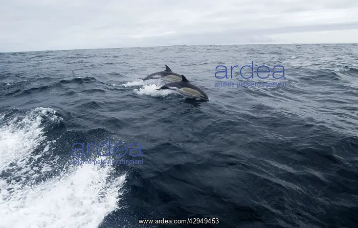 : Common Dolphin - Jumping from water : Common Dolphin - Jumping from water
