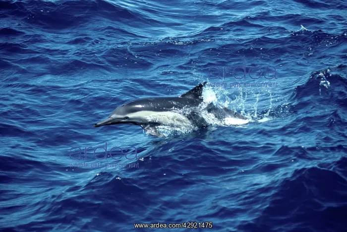 : Common dolphin - leaping : Common dolphin - leaping
