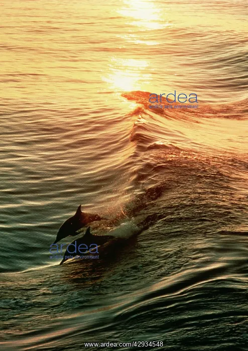 : Common Dolphin - two leaping at sunset : Common Dolphin - two leaping at sunset