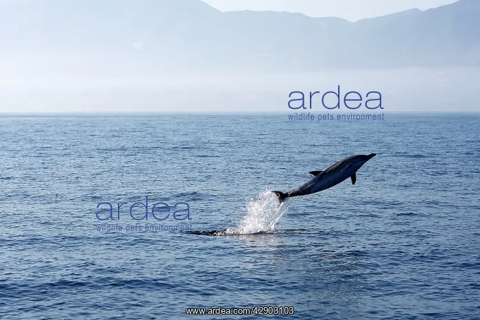 : Common Dolphin - leaping out of water in the strait : Common Dolphin - leaping out of water in the strait