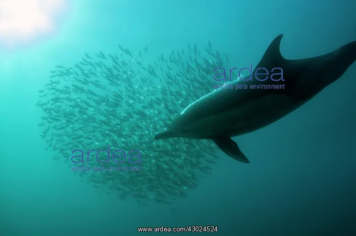 : Common Dolphin pod chasing heart-shaped baitball : Common Dolphin pod chasing heart-shaped baitball