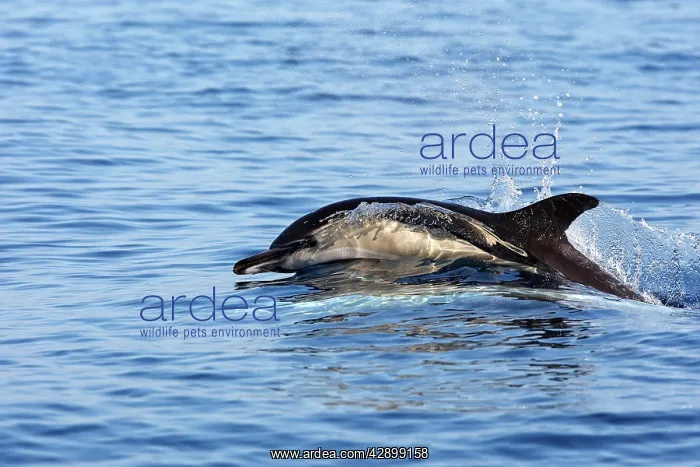  : Common Dolphin in the strait of Gibraltar