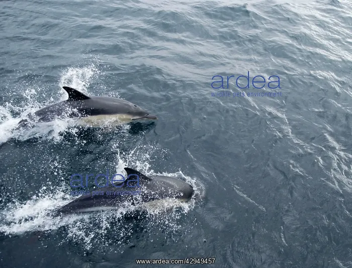 : Common Dolphin - Swimming : Common Dolphin - Swimming